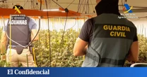 Desmantelan en Sanlúcar (Cádiz) una plantación de marihuana oculta bajo una granja avícola