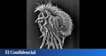 Exploran las aguas del Caribe y descubren un extraño ser vivo capaz de triplicar su tamaño para devorar a sus clones
