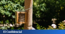 El motivo por el que Barcelona llenará sus parques y jardines de abejas y avispas voluntariamente