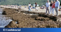 El alga asiática que arrasa Cádiz llega a Cantabria: puede provocar "pérdidas en la biodiversidad"