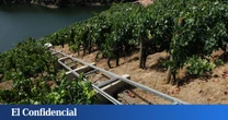 La DO Penedès hace historia con la primera vendimia 100 % ecológica en el mundo