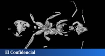 Un fósil con 113M de años le dice a la ciencia que no solo los dinosaurios dominaban la Tierra en esa época