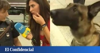 El 'show' en el directo de 'Mañaneros' de TVE de un perro policía al encontrar droga en Sanfermines: "Le va a proponer para sanción"
