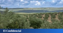 Olivos de Jaén vs. placas solares: la pugna que enfada a los agricultores y une a Vox y Podemos