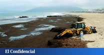 El alga asiática, la plaga de las costas gaditanas que amenaza con extenderse a otras zonas de España: se recogen decenas de kilos al día