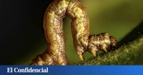 Europa asegura haber fabricado el primer robot-oruga capaz de explorar donde no llegan los róveres de la NASA en Marte