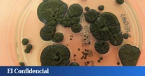 Analizan los hongos negros de Chernóbil y descubren que guardan el secreto para hacer posibles los viajes espaciales