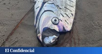 Va por la playa con su perro y se encuentra un 'pez del juicio final': "Sabía que era algo raro"