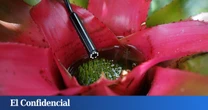 Compré un endoscopio USB para inspeccionar una tubería y ahora no puedo parar