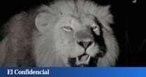 Un león al que le falta una pata bate un 'récord Guinness' que se creía imposible