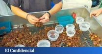 Hallazgo del Instituto Español de Oceanografía del CSIC: fondos marinos únicos en Baleares y Murcia