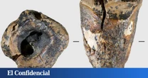 Un diente con 59.000 años revela que la odontología neandertal era digna de una película de terror