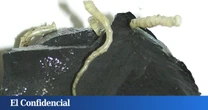 Exploran una dorsal oceánica a 2.500 m de profundidad y descubren especies nunca vistas