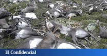En 2016, un solo rayo mató a 323 ciervos: lo que pasó después dice mucho sobre 'la vida' después de la muerte