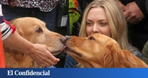Si eres amante de los perros, no puedes perderte esta película de Amanda Seyfried en Disney+