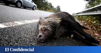 Alerta en Galicia por este animal en carretera: los accidentes de coche han aumentado en estas vías