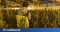 Tres detenidos en Dénia (Alicante) tras descubrirse una plantación de marihuana en la casa okupada