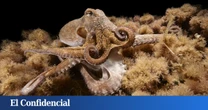 Reino Unido afronta una invasión de pulpos: un raro fenómeno que refleja la realidad del océano