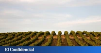 Se buscan uvas resistentes: la inesperada aparición del mildiu inquieta en Rueda