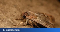 Ni pájaros ni peces: Así es el insecto capaz de migrar cientos de kilómetros orientándose con las estrellas
