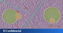 ¿Cómo es posible? Analizan células humanas y descubren una estructura nunca antes vista