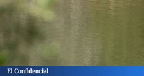 Un nuevo brote de gripe aviar junto a Doñana enciende las alarmas en Andalucía