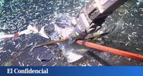 Perforan la corteza oceánica a 2.500 metros de profundidad y aparecen unos extraños seres vivos que no deberían estar ahí