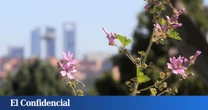 Aviso de Sanidad de la Comunidad de Madrid por niveles altos de polen de gramíneas: estas son las zonas afectadas