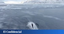 Un dron sobrevuela Groenlandia y graba a un 'gigante' rompiendo una capa de hielo de 60 cm de grosor