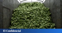 El plátano canario se tensa ante un convenio opaco de Agricultura con Ecuador