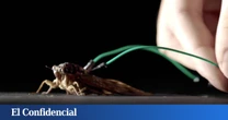 Hacen un experimento con cigarras y consiguen que interpreten el 'Canon en re mayor' de Pachelbel