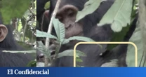 Colocan una cámara trampa y descubren que los chimpancés también utilizan 'papel higiénico'
