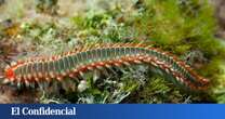 Ni medusas ni erizos: el nuevo invertebrado que está proliferando en las playas españolas (y que es mejor que no te pique)