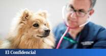 Buenas noticias si tienes mascotas: el veterinario será gratis para quienes que cumplan estos requisitos