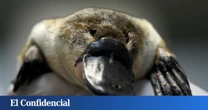 Estudian el ADN de los ornitorrincos y resuelven un misterio que duraba 100 millones de años