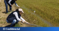 En alerta por el virus del Nilo: días decisivos para saber qué pasará este año en España