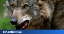 Asturias Ganadera celebra el reinicio de los controles del lobo pero lamenta la tardanza
