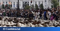 La Fiesta de la Trashumancia vuelve a Madrid: fecha, horario y recorrido del desfile de ovejas