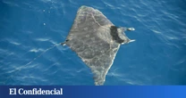 No son medusas: alertan de la presencia del conocido 'diablo de mar' en las costas españolas