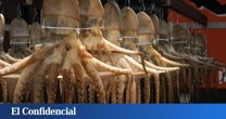 Algo pasa en el Atlántico: los pulpos huyen de Galicia y provocan una crisis que ya no es solo económica