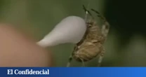 En 1995, la NASA dio drogas ilegales a unas arañas: lo que pasó después fue un auténtico caos