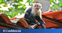 Detenidos en Colombia: sedaron y escondieron en sus partes íntimas 6 primates recién nacidos