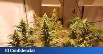 Desmantelada una plantación de marihuana con cerca de 200 plantas en Silla (Valencia)