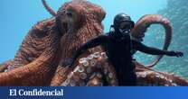 La increíble historia de 'Olive', el pulpo gigante del Pacífico, y sus 100.000 huevos