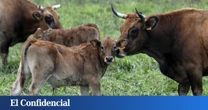 ¿Por qué nos cuesta el doble una chuleta de ternera? Las causas tras la subida del precio