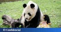 El lucrativo negocio de China con los pandas de alquiler. Y por qué oculta sus datos