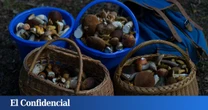 El mayor paraíso micológico del sur de España: donde perderse entre montañas y setas
