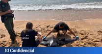 La llegada de mantas al Mediterráneo trae locos a los científicos españoles: "Es inaudito"