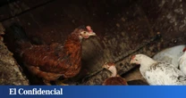 Invasión de gallinas en Torrevieja: 700 aves en la calle tras un problema con la empresa que iba a capturarlas