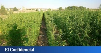 El cáñamo se abre paso a trompicones en Castilla y León: la losa del falso estigma de la droga